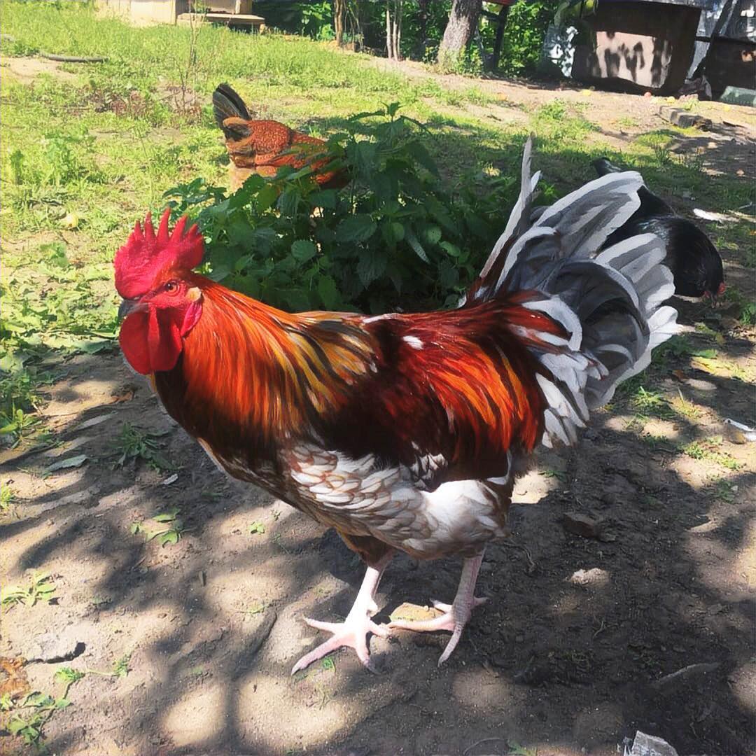 Картинка