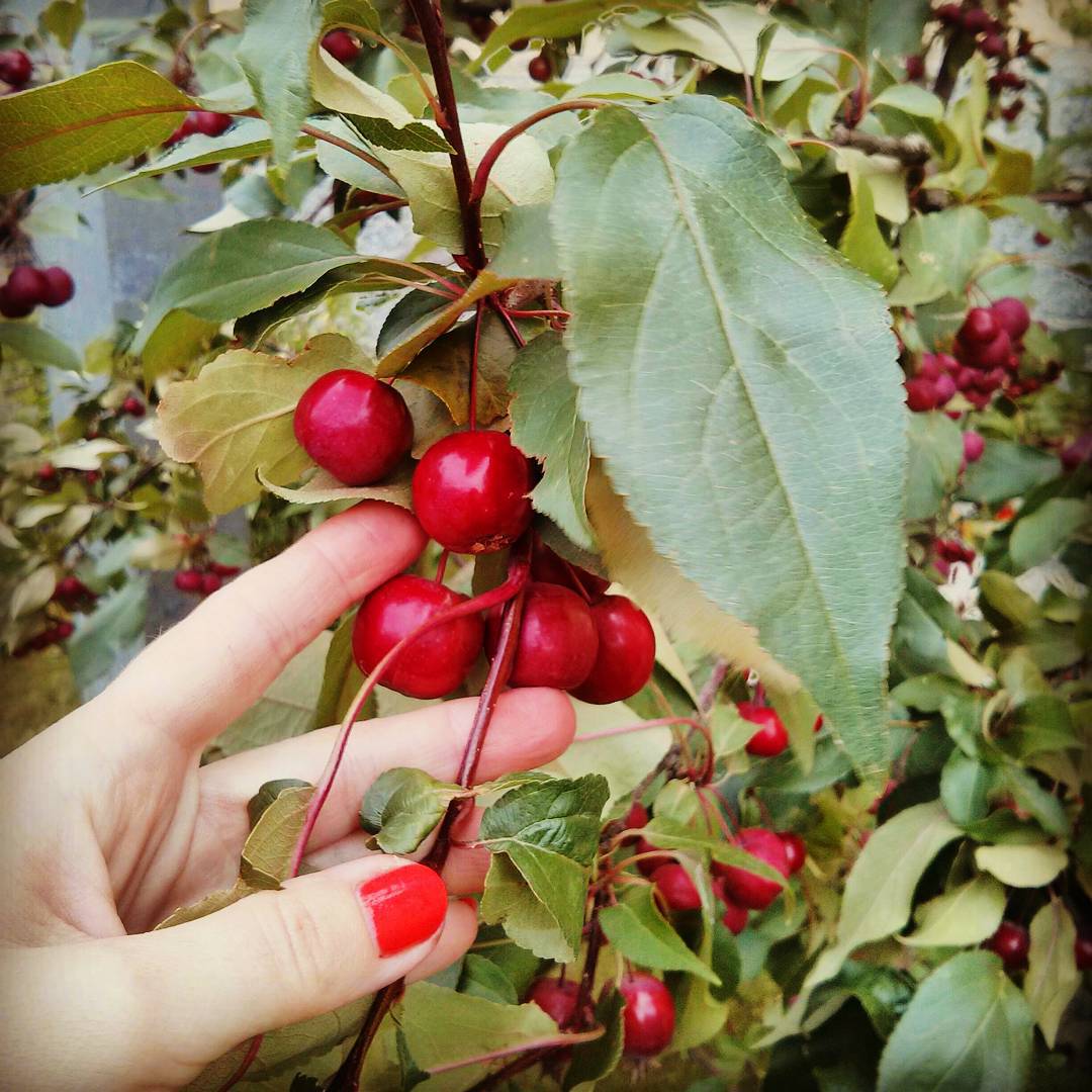 Яблочный Спас 2017: история праздника