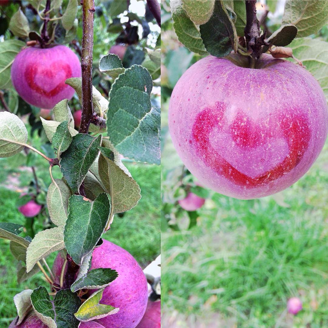 Яблочный Спас 2017